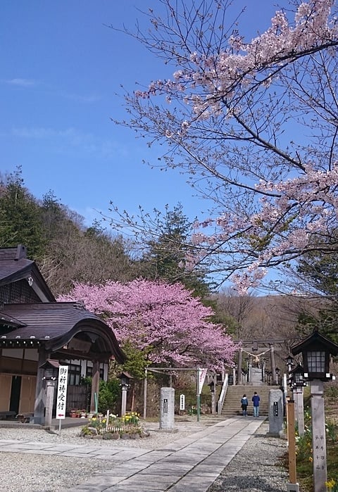 社務所前の桜